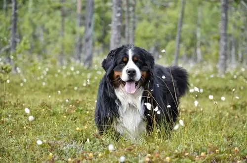 bernese լեռնային շուն