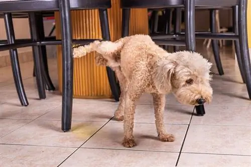 anjing poodle jantan kencing di dalam rumah untuk menandakan wilayah