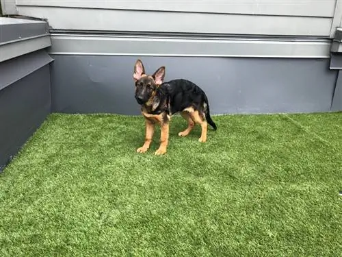 Anak anjing German Shepherd belajar kencing di luar