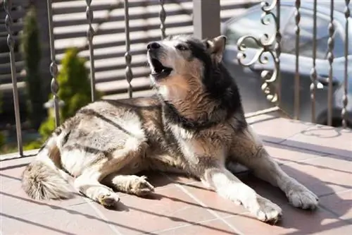 Câine Husky Siberian care lătră