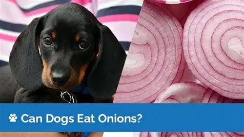 Kan honde uie eet? Is uie veilig vir honde? Veeartsgoedgekeurde feite & Gereelde vrae