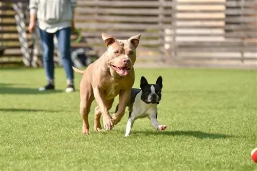 bostonský teriér pitbull teriér