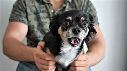 Chihuahua-Hund hat Angst