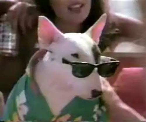 Millainen koira Spuds MacKenzie on? Yllättävä vastaus