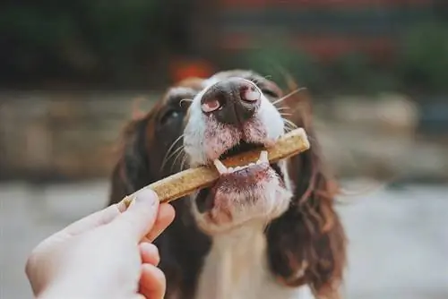 en hund som biter en godbit