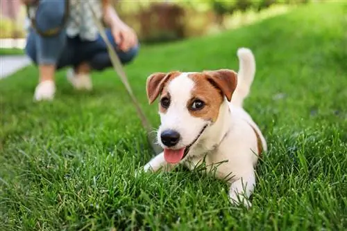 Jack Russell Terrier chien sur l'herbe verte en plein air avec le propriétaire