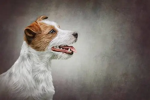 Pintura a l'oli de retrat de gos Jack Russell Terrier