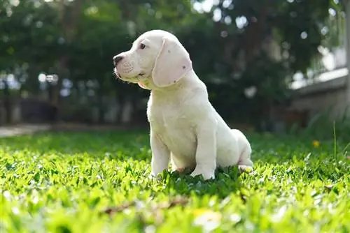 puting beagle puppy na nakaupo sa damo