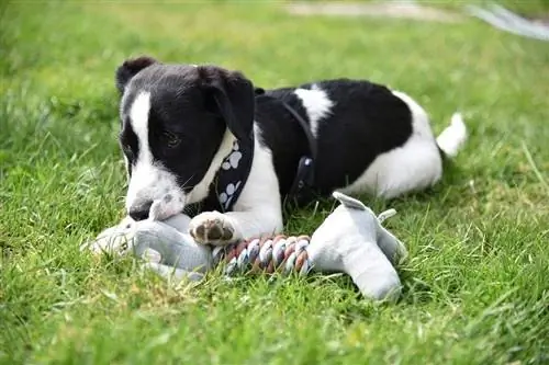 cachorro preto e branco com brinquedo