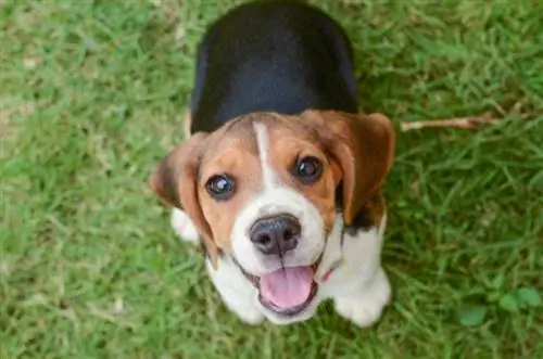 Beagle