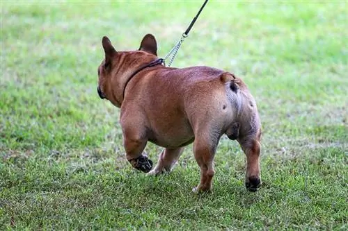 bakfra av en gående fransk bulldog i parken