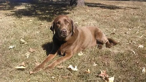 chien labrador retriever chocolat allongé sur l'herbe