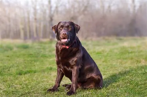 Chocolate Labrador Retriever: informació, imatges, trets, & fets