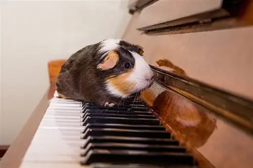 Houden cavia's van muziek? Door dierenartsen beoordeelde wetenschap & Info