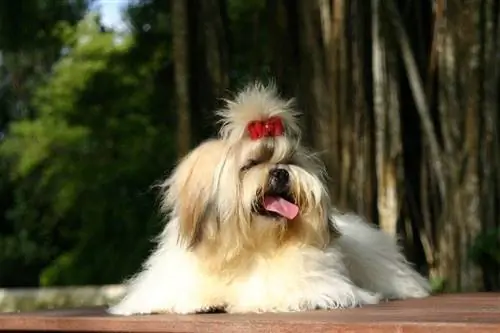 shih tzu বাইরে শুয়ে আছে