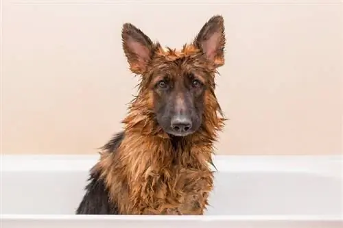 Cão pastor alemão toma banho