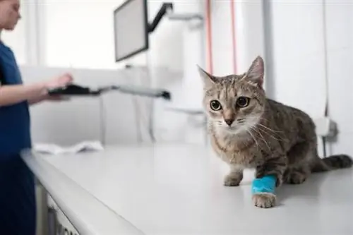 inspección de gatos en el veterinario