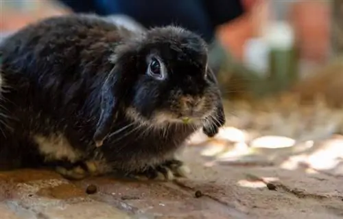 Lapin hollandais noir mangeant des légumes sur le sol