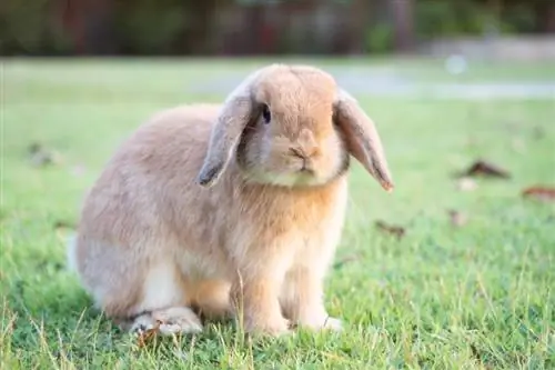 Bébé lapin bélier hollandais orange au jardin