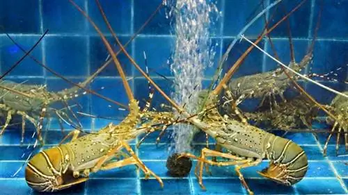 lobster di akuarium