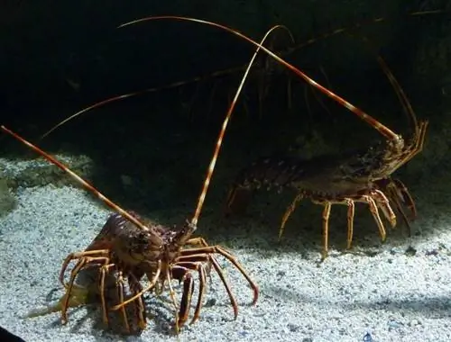 Lobsters sib txuas lus li cas? (Yog lawm, lawv sib sib zog nqus)