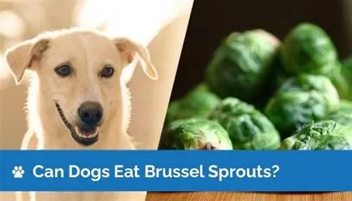 Maaari Bang Kumain ang Mga Aso ng Brussels Sprout? Mga Katotohanan sa Nutrisyon na Sinuri ng Vet & Mga Panganib