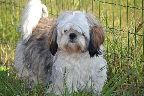 shih-tzu