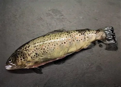 samaki wa trout