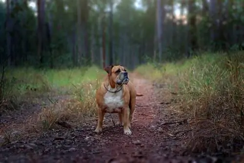 australsk-bulldog