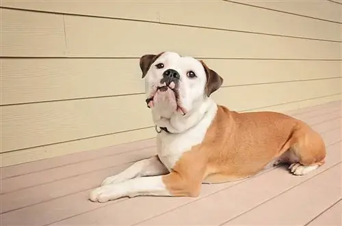 Olde English Bulldog กำลังพักผ่อน