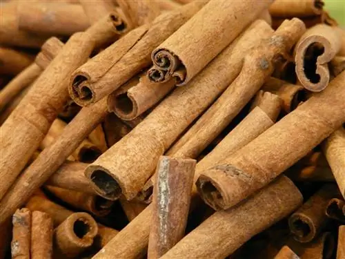 kaw cov cinnamon sticks