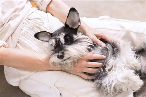 me me schnauzer aub cuddles nyob rau hauv tus poj niam lub ceg tawv