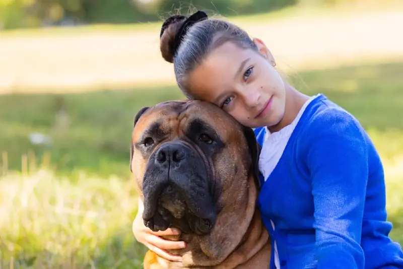 gadis memeluk anjing bullmastiff di luar rumah