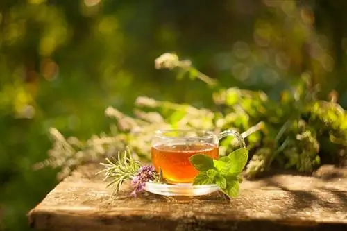 un verre de thé à l'herbe à chat