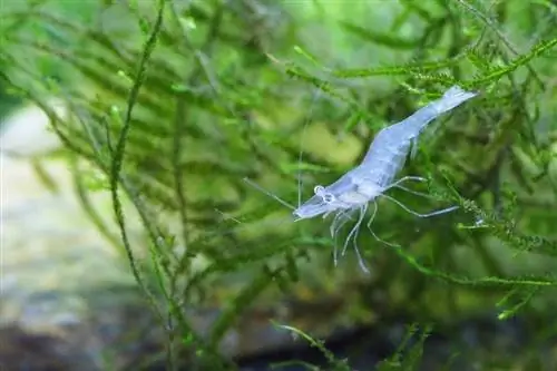 Què mengen les gambes fantasmes a la natura i com a mascotes? El que necessites saber