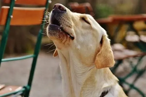 So bringen Sie Ihrem Hund das Heulen bei: 5 Methoden, die funktionieren