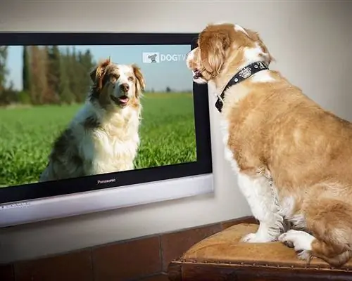 Köpek televizyon izliyor