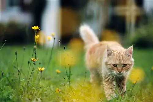 Červená tabby mačka kráča z domu do záhrady