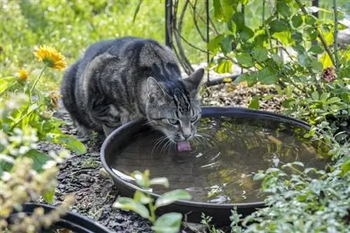 Wildkatze trinkt Wasser