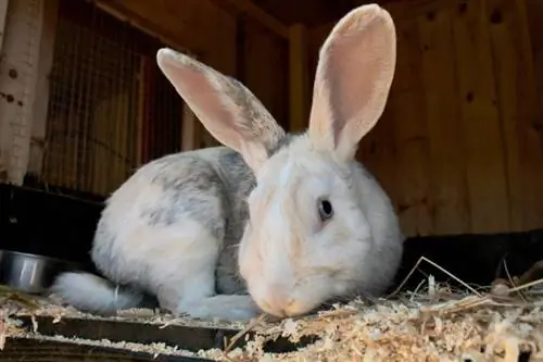 voksen harlekin gotland kanin i en hytte