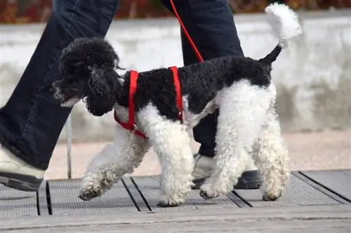 Parti Poodle. Facts, Origin & Պատմություն (Նկարներով)