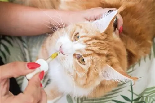 gato que recibió gotas de aceite de CBD