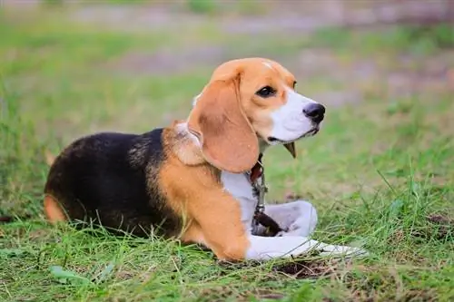 Cachorro Beagle Harrier_Viktor Prymachenko_shutterstock