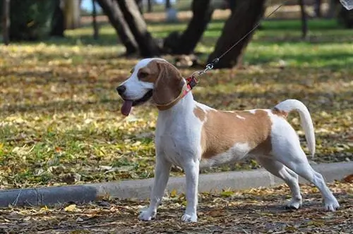 beagle aangelijnd