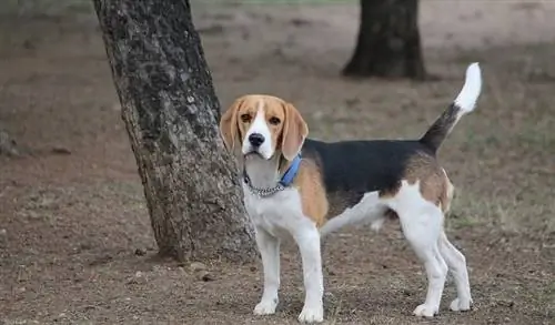 beagle ao ar livre