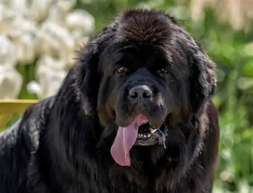 Hoeveel kwyl Newfoundland-honde? Rasfeite & Gereelde vrae