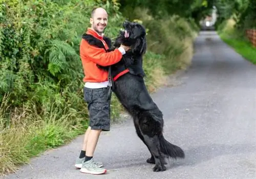 vīrietis, kas spēlējas ar savu Ņūfaundlendas suni ārā