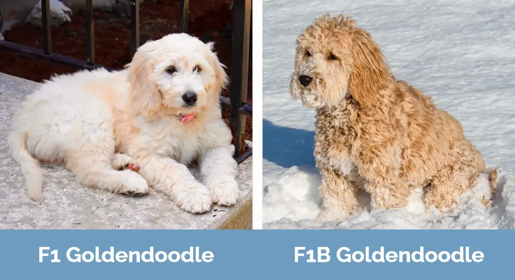 F1 Goldendoodle vs F1B Goldendoodle - የእይታ ልዩነቶች