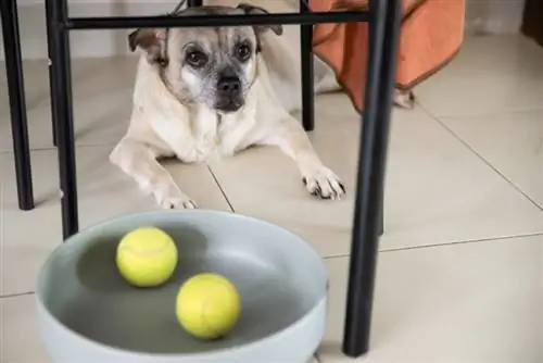 bolas de tênis em tigela de cachorro