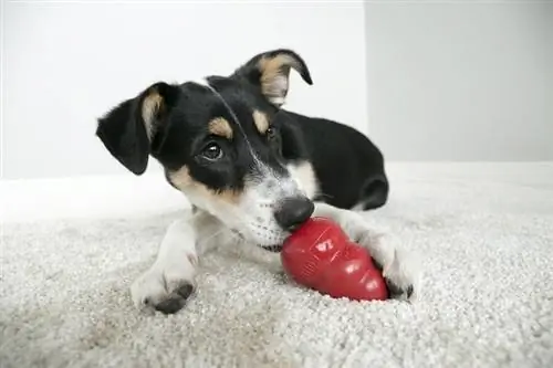 Brinquedo Clássico para Cachorros KONG